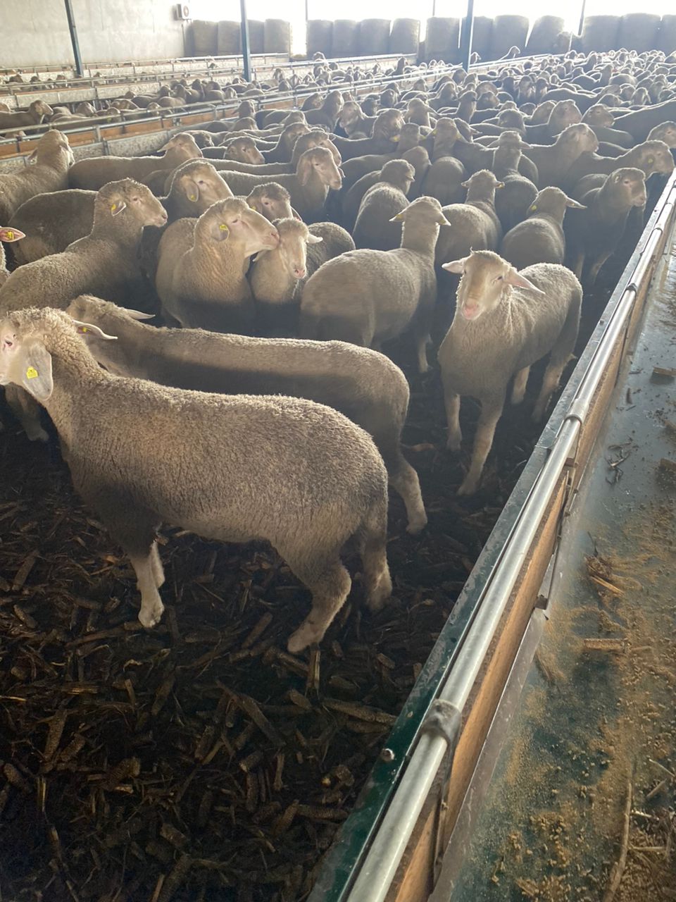 توريد الأغنام الأسبانية