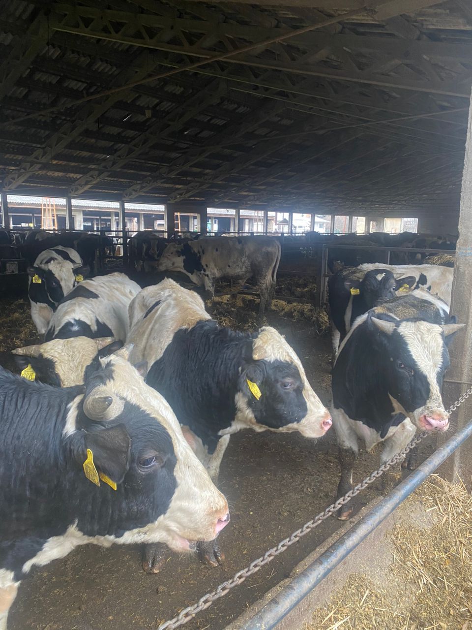 توريد العجول والبقر