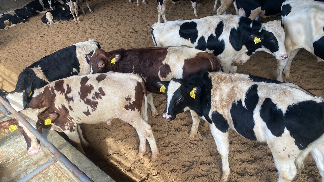 العجول والماشية