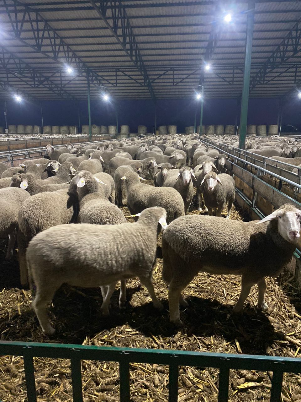 تربية المواشي