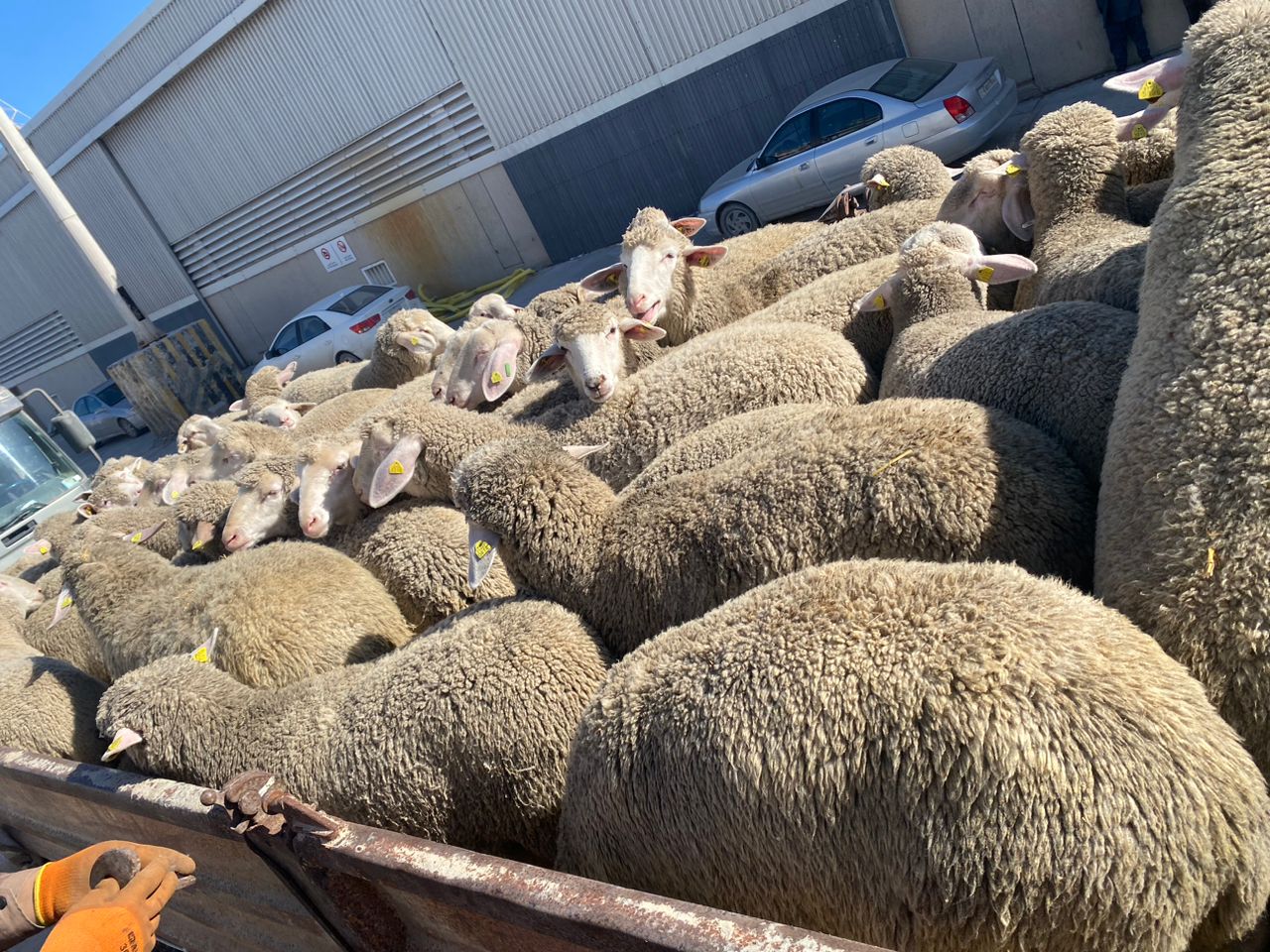 توريد الإبل