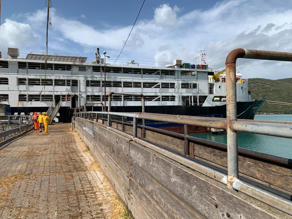 توريد الأغنام الرومانية